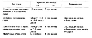 Мускусні качки спаровування, як відрізнити качку від селезня, обрізка дзьоба