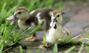 A muskotályok párosítása, hogyan lehet megkülönböztetni egy kacsa egy drake, vágás egy csőr