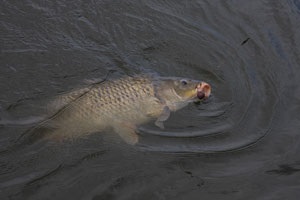 Începătorii pescarilor nu vor interfera cu sfaturile experimentate 