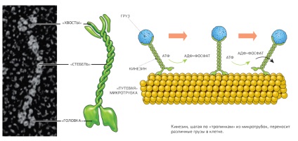 Nanorobók belülünk, hogyan működnek a sejtek