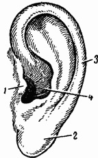 Ureche externă, anatomie