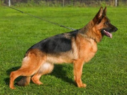German Shepherd Dog fotografie, cumpărare, video, preț