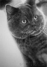 Hihetetlenül fotorealisztikus kréta rajzok macskák, makerskaya