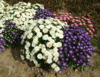 Flori cu creștere redusă pentru flori - anuale și plante perene