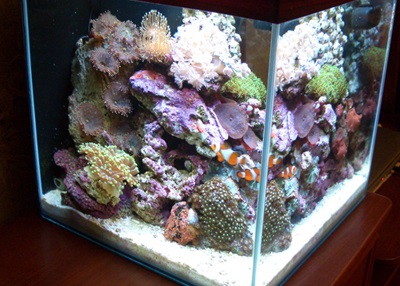 Външен вид и дизайн на аквариума