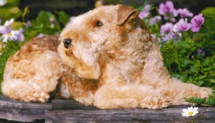 Descrierea rasei de câini Lakeland Terrier cu recenzii de proprietar și fotografii