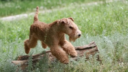 A kutyafajták leírása Lakeland Terrier tulajdonos véleményével és fényképével