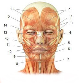 Caracteristici ale anatomiei mușchilor feței umane