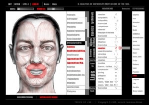 Caracteristici ale anatomiei mușchilor feței umane