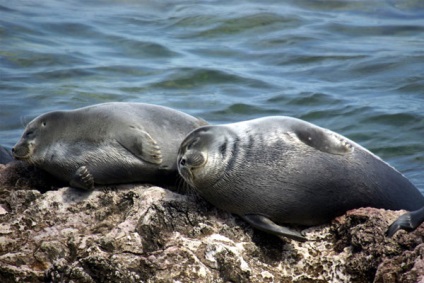 Vânătoarea sigiliului și delicatese din carnea de focă poate atrage turiștii în baikal