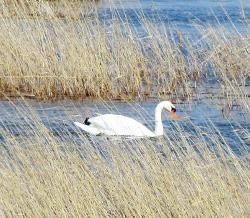 Lacul alunecos