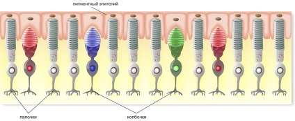 Stickuri și conuri - receptori fotosensibili ai retinei umane