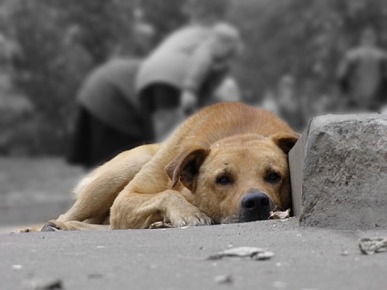 Instrucțiune pentru atacarea câinilor fără stăpân