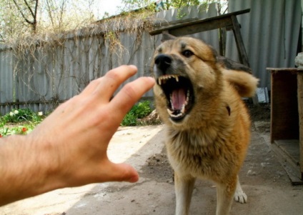 Instrucțiune pentru atacarea câinilor fără stăpân