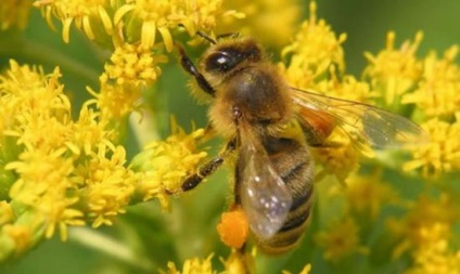 Polenul de albine pentru copii, să vorbim despre beneficiile unui produs natural unic