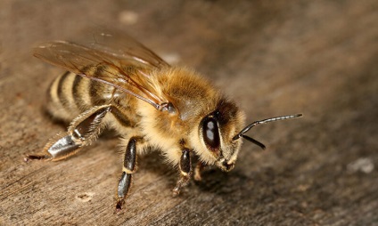 A méh ragasztása és miért sírnak a fák