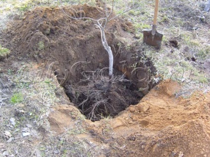 Transplantați prunele