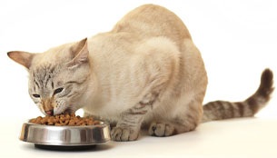 Transferul unei pisici la un centru alimentar - veterinar natural