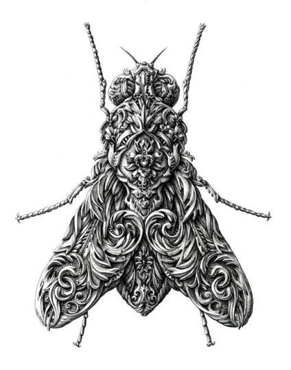 Detalii de pene și cerneală ale desenelor de insecte de la artistul din Letonia