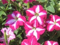 Petunias (reproducere și cultivare în paturi de flori și containere) - hacienda-online