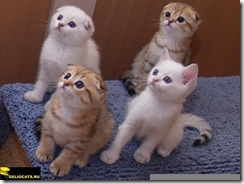 Catelus de pisici scoțiene - gelioland - arhivă de blog - pisică sau pisică pe care să o aleagă