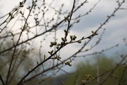 De ce nu cireșul de flori și ce să facă video