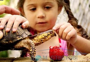 De ce broasca țestoasă este lentă și nu mănâncă - răspunsuri și sfaturi cu privire la întrebările dumneavoastră