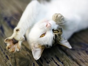 De ce pisica a întors vârful urechilor, ajutorul pisicii
