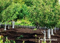 Pregătirea site-ului pentru plantarea unei grădini - seljanochka - portal pentru agricultori, agricultură,