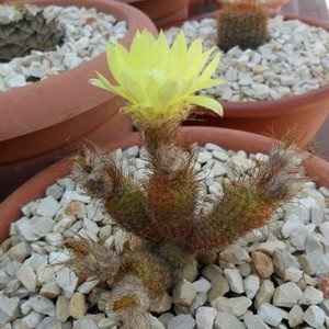Mai multe informații despre libertatea și regulile de îngrijire a cactusului în casă