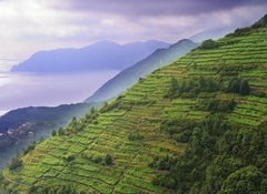 Pivnițele din Cooperativa Agricolă Cinque Terre - Manarola, Liguria