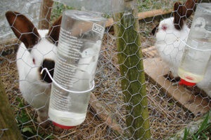 Drinker pentru iepuri, cum să vă faceți propriile, fotografii și clipuri video, desene, niplu și vid