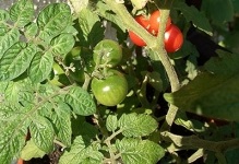 Tomato-ul miracol acasă în creștere, cum să crească roșii, îngrijire la domiciliu, comentarii și