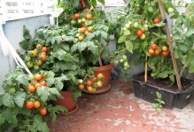 Tomato-ul miracol acasă în creștere, cum să crească roșii, îngrijire la domiciliu, comentarii și