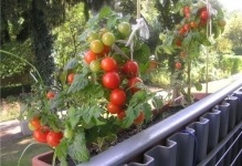 Tomato-ul miracol acasă în creștere, cum să crească roșii, îngrijire la domiciliu, comentarii și