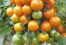 Tomato-ul miracol acasă în creștere, cum să crească roșii, îngrijire la domiciliu, comentarii și