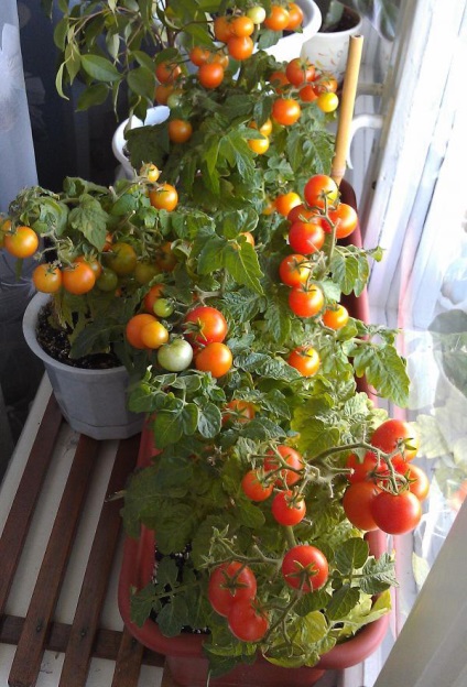 Tomato-ul miracol acasă în creștere, cum să crească roșii, îngrijire la domiciliu, comentarii și