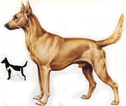 Portughezul Hound