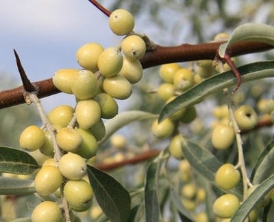 Lak akrikhin copii de natură - sau - pe care ați mâncat în copilărie