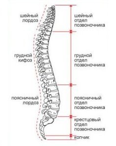 Coloana și caracteristicile structurii sacrului omului