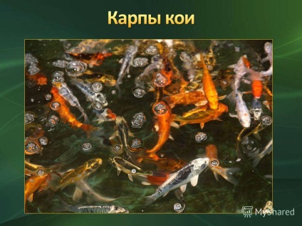 Prezentare pe tema peștilor de acvariu - animale de companie populare