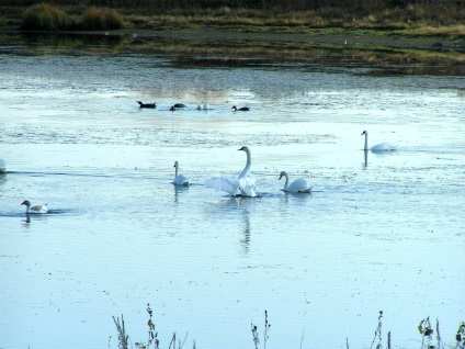 Parcul Natural Volgo-Akhtuba inundație, bun venit volgograd