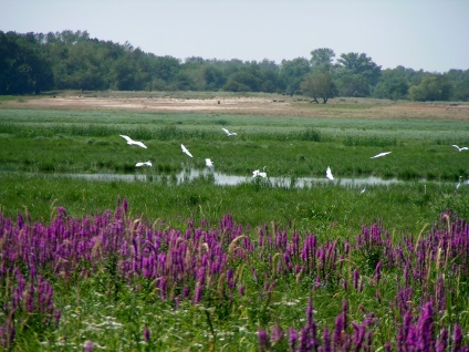 Parcul Natural Volgo-Akhtuba inundație, bun venit volgograd