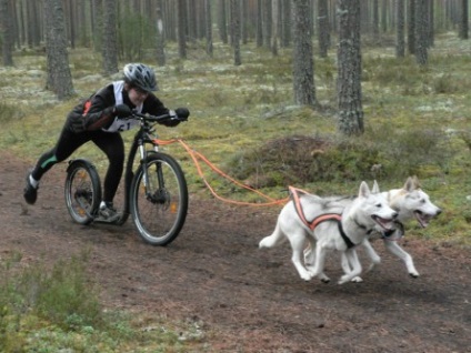 Pentru a intra într-un basm împreună cu un pachet de câini din rasa Husky, Espoo