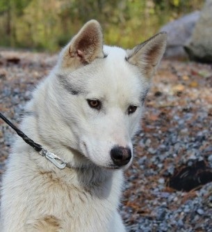 Pentru a intra într-un basm împreună cu un pachet de câini din rasa Husky, Espoo