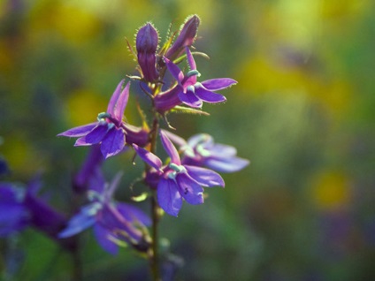 A lobelia lógó edényekben és nyílt talajon történő termesztésének folyamata