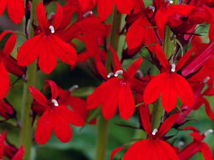 A lobelia lógó edényekben és nyílt talajon történő termesztésének folyamata