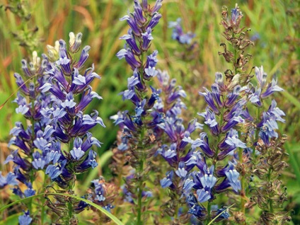 A lobelia lógó edényekben és nyílt talajon történő termesztésének folyamata