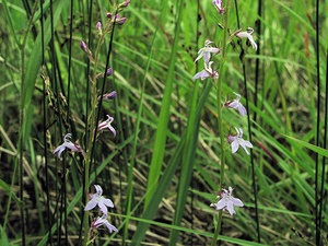 A lobelia lógó edényekben és nyitott földben való növekedésének folyamata