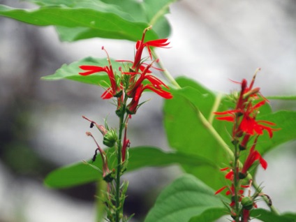 A lobelia lógó edényekben és nyitott földben való növekedésének folyamata